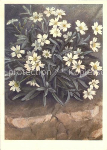 Zeltner filziges hornkraut - c.,
