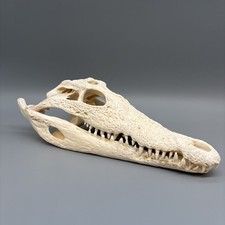 Original Krokodilschädel