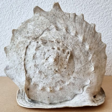 Riesige, schöne Muschel / Schnecke - Cassis Cornuta ?  - "Helmschnecke" - 25 cm