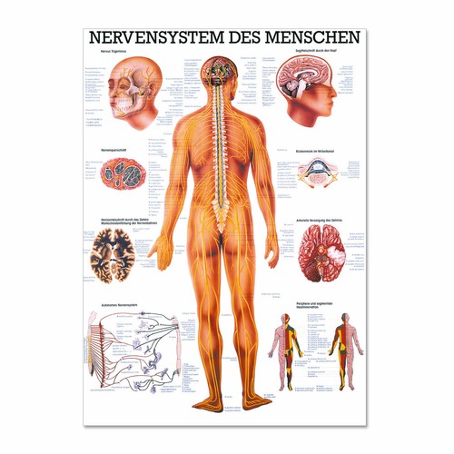 Lehrtafel nervensystem des - lehrtafel,