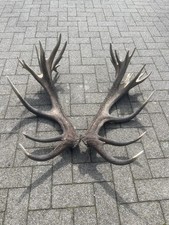 Abwurfstangen rothirsch deko - abwurfstangen,