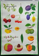 Schulwandkarte retro Poster