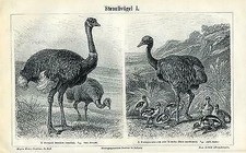 Straußvögel Nandu Lauf Vogel 2 Original Tafeln 1892 Format  24x16cm Vxz + Text