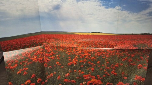 Puzzle mohnblumen 1000 teile - 1000,
