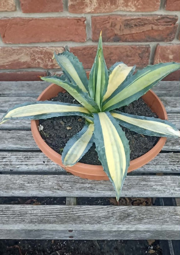 Agave americana mediopicta - americana,