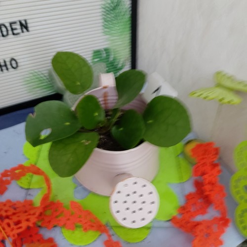 Pfannkuchenpflanze ufo - pfannkuchenpflanze,