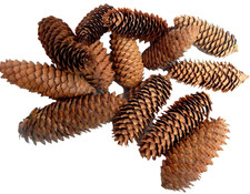 Tannenzapfen 14 Stk. ca. 9 cm