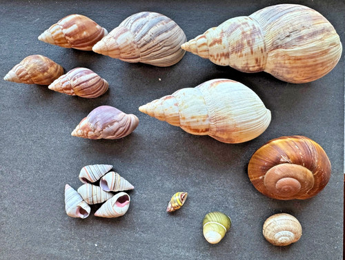 Landschnecken sammlung - landschnecken,