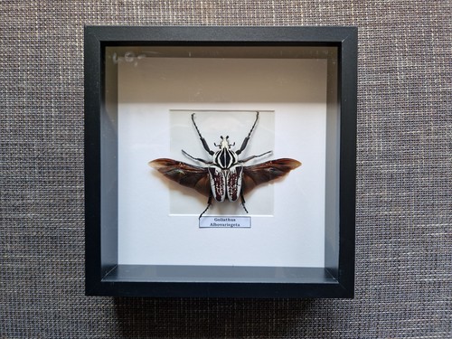 Schaukasten mit insekten - schaukasten,