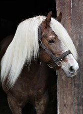 Halfter Kaltblut BIG BOY Nylon