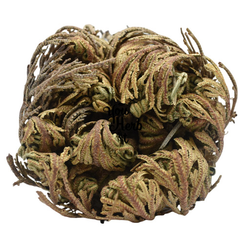 Rose von jericho getrocknet - rose,
