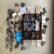 AMMONITEN Konvolut Verschiedene Arten Frankreich + Fränkischer Jura etc