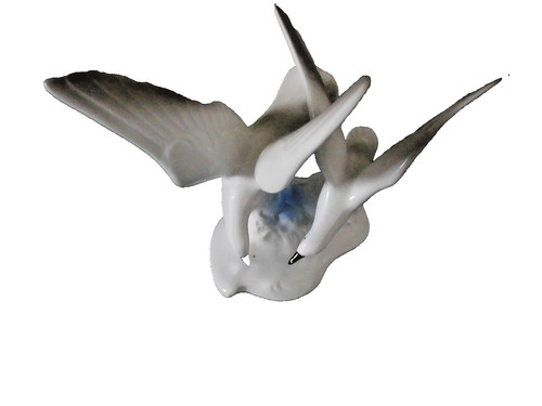 Möwen möwe möwenpaar - möwen,