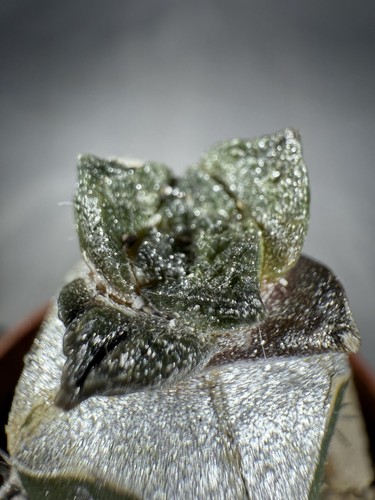 Ariocarpus fiss var - ariocarpus, hintonii