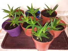 1  Aloe vera - Verwandte