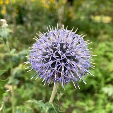 Echinops ritro - Kugeldistel