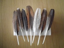 10  Pfauenfedern mit langem