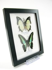 2 echte präparierte