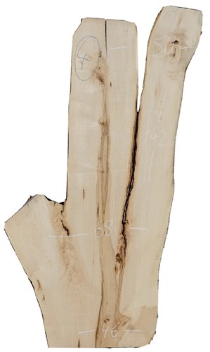 Baumscheibe holzscheibe - baumscheibe,