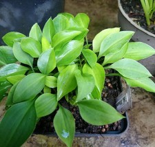 Hosta Funkie " Thumb Nail " 