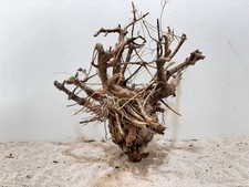 Aquariumwurzel, Etosha Tree 