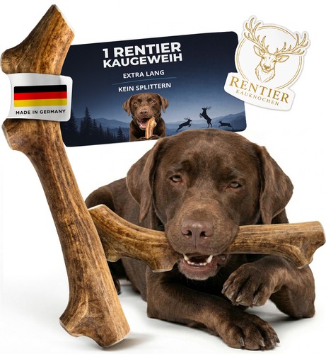 Kaugeweih rentier für - kaugeweih,