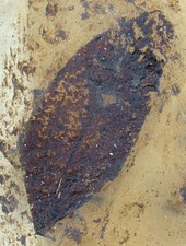 Eozän  Ein Blatt eines Zimtbaums   Cinnamomum  sp.  Grube Messel  Altfund  W82-5