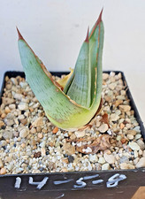 Agave   pumila (14-5-8