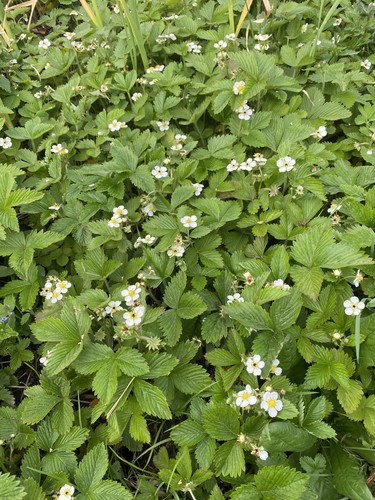 10x wilde erdbeeren pflanzen - 10x,
