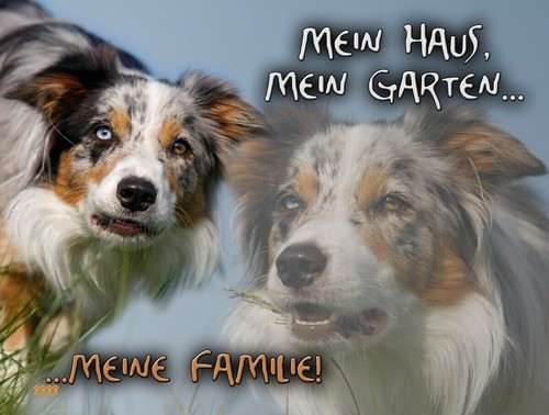 Border collie hundewarnschild - collie,