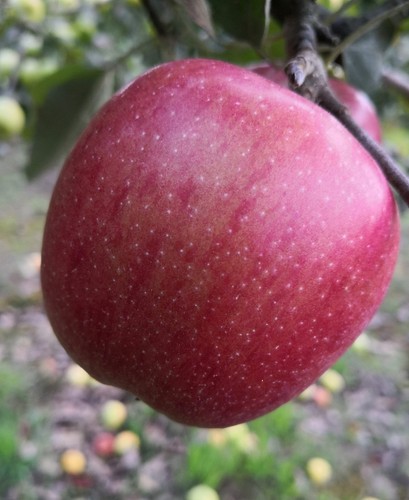 Apfelbaum braeburn - apfelbaum, –