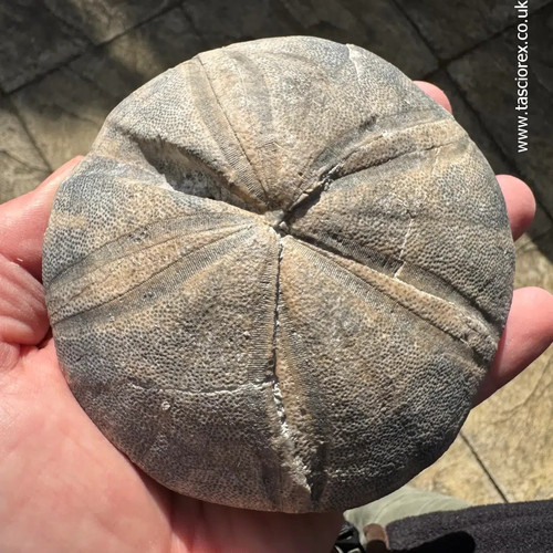 Clypeus plti british - clypeus,