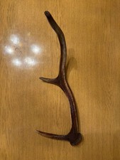 Geweih Abwurfstange Hirsch