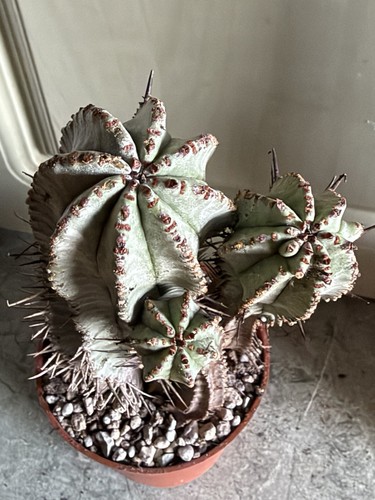 Succulente euphorbia horrida - succulente,