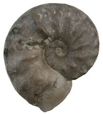 Trias  Ceratites compressus  Superber Ceratit  Stammheim bei Würzburg  A5-8