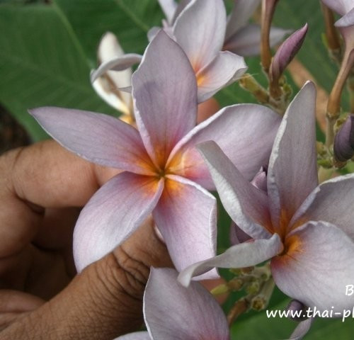 Frangipani plumeria rubra - plumeria,