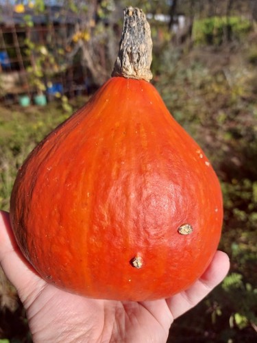 Hokkaido kürbis uchiki kuri - kürbis,