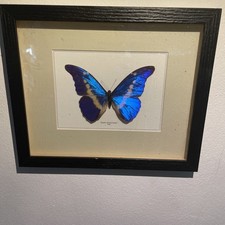 Helena Morpho Taxidermy