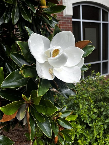 8000920 magnolie magnolia - magnolie,