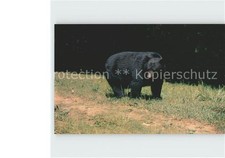 Baeren Black Bear Great Smoky Mountains Nation