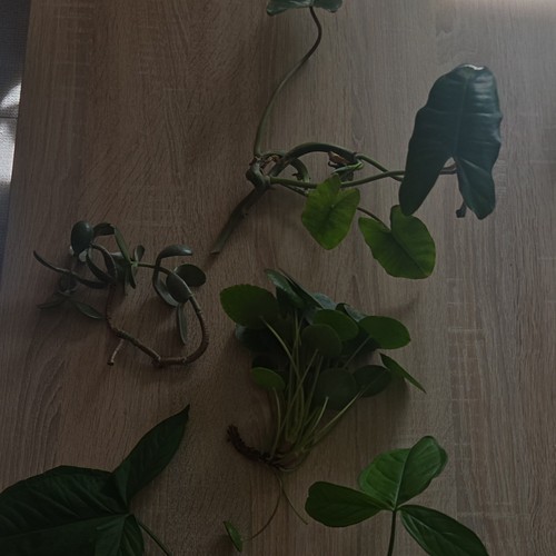 Pilea syngonium geldbaum - syngonium,,