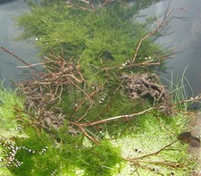 MOOS SORTIMENT FÜR GARNELEN, RICCIA, PELLIA, JAVAMOOS, Wasserpflanzen, Aquarium