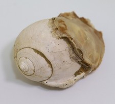 Schnecke, Semicassis