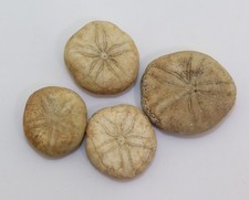 Seeigel, Sismondia occitana