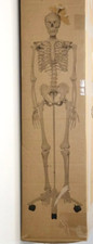 Elementary Anatomy - Buddy the Budget Skeleton, Menschliches Skelett,ca. 175cm