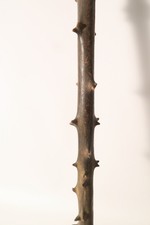 Alter Stab Gehstock Äthiopien