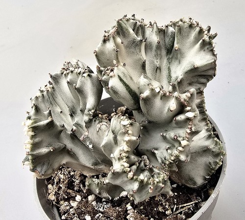 Euphorbia lactea white - euphorbia, ghost