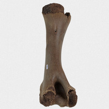Fossil Bison priscus Humerus