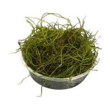 Taxiphyllum barbieri ''Bogor