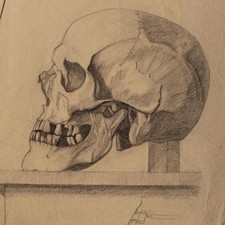 Clara Hesse Skull Human